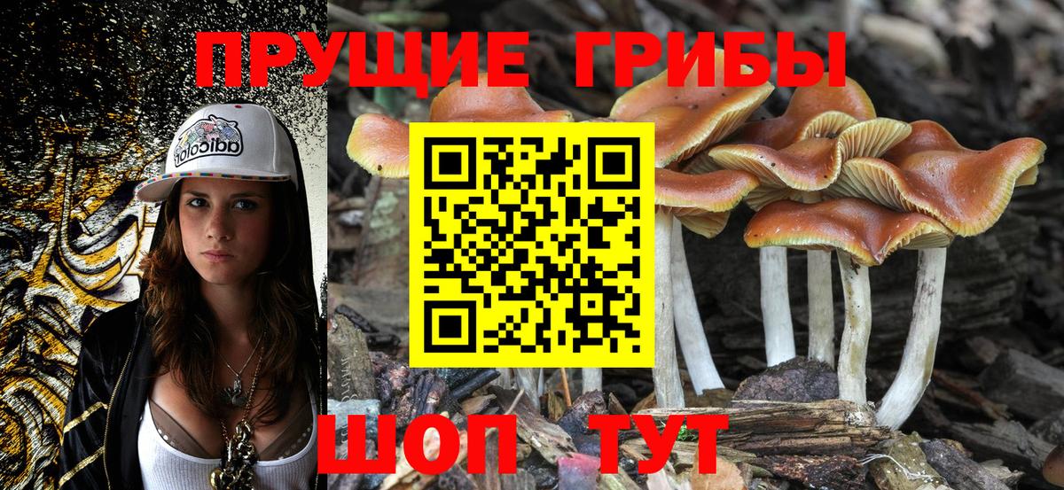 Псилоцибиновые грибы Psilocybe Химки